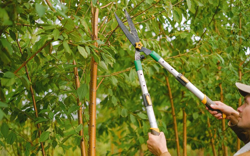 Tree trimming in Johnsonville, NY